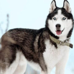 Husky