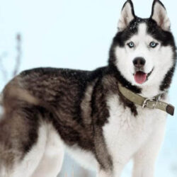 Husky